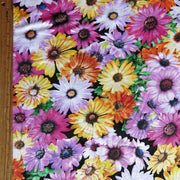 Daisy Party Floral Cotton Lycra Jersey Knit Fabric