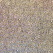 Metallic Pebbles Nylon Spandex Swimsuit Fabric